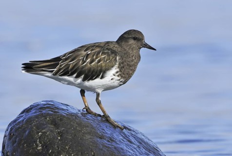 Black Turnstone (Arenaria melanocephala), British Columbia, Canada
