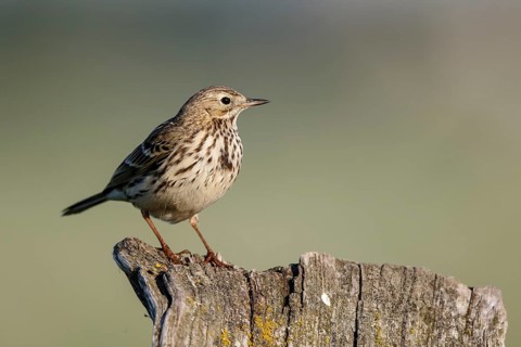 Meadow Pipit (Anthus pratensis) perched on pale, North Rhine-Westphalia, Germany