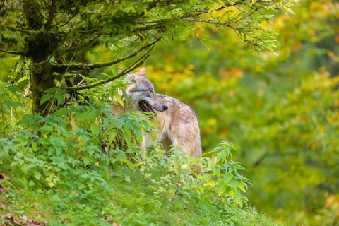 One eurasian gray wolf (Canis lupus lupus) stands on a hill, observing the area. A forest in fall