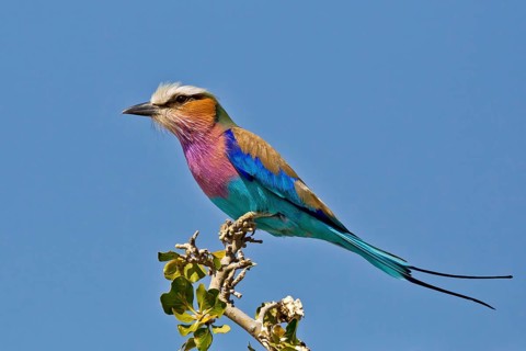 Lilac-breasted Roller (Coracias caudatus), Chobe, Botswana