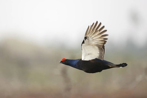 Black Grouse (Lyrurus tetrix) male flying, Sweden