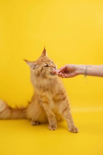 A ginger cat enjoys a tasty treat from a hand against a vibrant yellow background. The playful