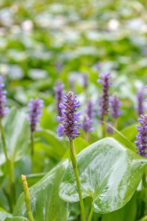 Pickerelweed (Pontederia cordata), Arboretum van Delden, Federal Republic of Germany