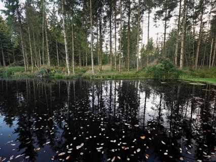 Ballmoos forest reserve, Hochmoorl, Lieliwald, Lindenberg, Horben, Canton Lucerne, Switzerland