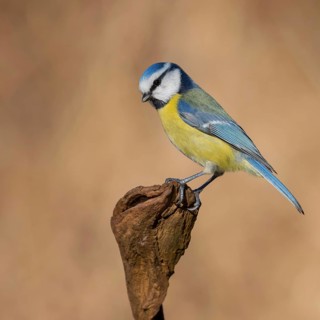 Eurasian Blue Tit (Cyanistes caeruleus), Lower Saxony, Germany