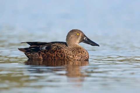 Australasian Shoveler (Spatula rhynchotis) male, Victoria, Australia