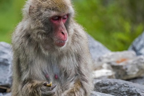 Japanese macaque (Macaca fuscata), snow monkey close-up portrait of female, native to Japan