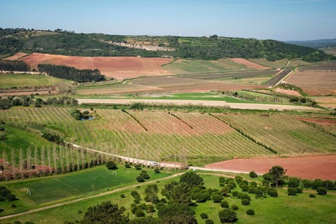 Wide view of the Portuguese countryside near Obidos, Portugal, showing vineyards, farm fields,