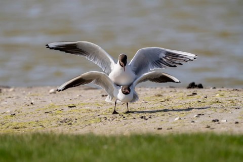 Black-headed gull (Larus ridibundus), mating, Texel, province of North Holland, Netherlands