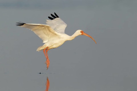 American White Ibis (Eudocimus albus) flying, Florida, USA