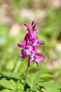 Hollow larkspur (Corydalis cava), inflorescence in a beech forest, spring, Wilnsdorf, North