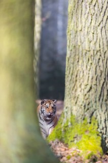One young female Siberian Tiger, Panthera tigris altaica, hiding behind trees in a forest