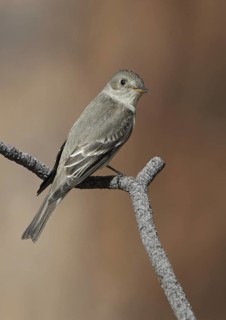 Western Wood Pewee (Contopus sordidulus), New Mexico, USA