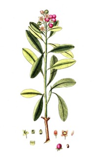 Canella winterana, white cinnamon bark tree, cinnamon tree, digital reproduction of a historical