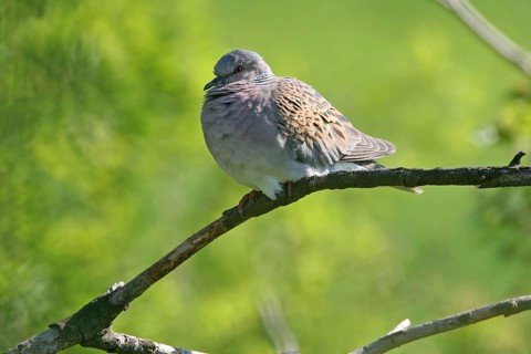 Turtle dove, (Streptopelia turtur), animals, birds, pigeons, island Lesbos, Greece, Black Sea coast
