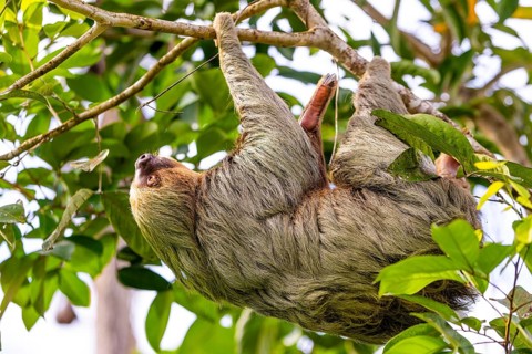 Two-fingered sloth (Choloepus), Mammals (Mammalia), Osa Peninsula, Puentarenas, Costa Rica