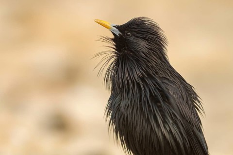 Spotless Starling (Sturnus unicolor) portrait, Castile-La Mancha, Spain
