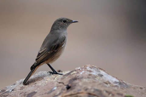 Rusty-tailed Wheatear, (Oenanthe familiaris), adult, alert, Mountain Zebra National Park, South