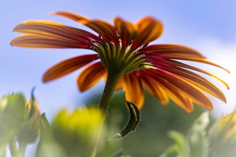 Gerbera orange red pink, macro, flower, background blue sky, from below, green stem, yellow other