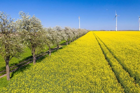 Aerial view of a rape field (Brassica napus) in bloom and a field path with blossoming fruit trees,