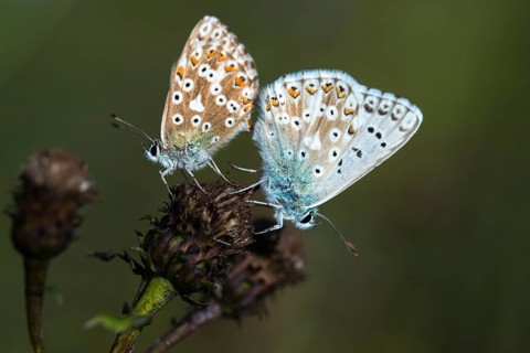 Lysandra coridon, polyommatus coridon, silverblue, silvergreen blue, butterfly, chalkhill blue,