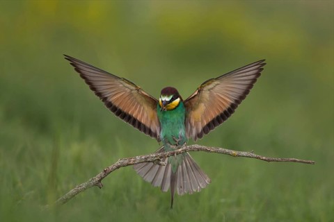 European Bee-eater (Merops apiaster), Bulgaria