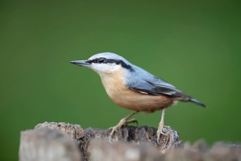 Eurasian nuthatch (Sitta europaea) adult bird on a tree stump in a woodland, England, United