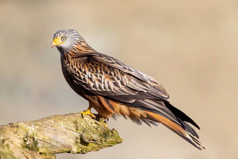 Red Kite (Milvus milvus) Germany