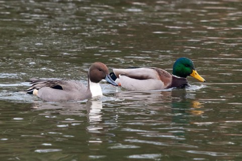 Anas acuta, pintail, pintail, anatidae, birds, ducks, ice, ducks, ducks, ice, male, birds,