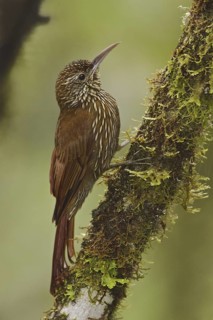 Montane Woodcreeper (Lepidocolaptes lacrymiger), Ecuador