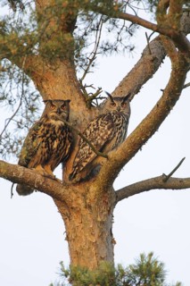 Eurasian Eagle-Owl (Bubo bubo), Lower Saxony, Germany