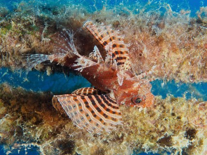 Red Sea Dwarf Lionfish (Dendrochirus hemprichi)