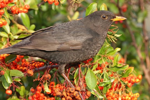 Blackbird (Turdus merula), one, individual, biotope, habitat, perch, garden, Neuhofen,