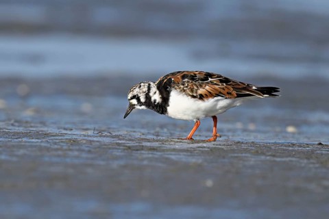 Turnstone (Arenaria interpres), foraging in the mudflats at low tide, Texel, North Holland,