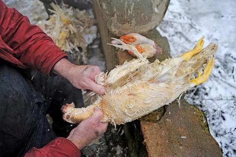 House slaughter on a farm: freshly slaughtered duck is plucked at the back of two duck heads,