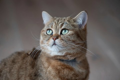 Portrait of a cat, Bavaria, Germany