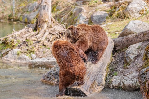 An adult female brown bear (Ursus arctos arctos) walks down a rotten tree trunk to the water. A