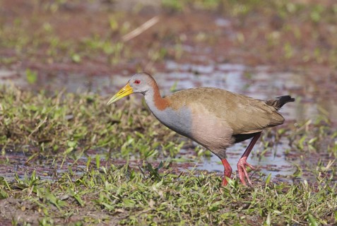 Giant Wood Rail (Aramides ypecaha) foraging, Corrientes, Argentina