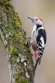 Middle Spotted Woodpecker (Dendrocoptes medius) climbing up old mossy tree trunk, Poland
