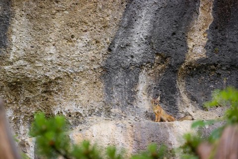A Corsican fox (Vulpes corsac) standing on a ledge in a rock face