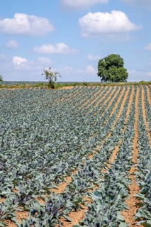 Field with red cabbage (Brassica oleracea convar. capitata var. rubra L.), Southern Palatinate,