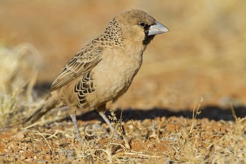 Sociable Weaver (Philetairus socius), Hardap, Namib-Naukluft National Park, Namibia