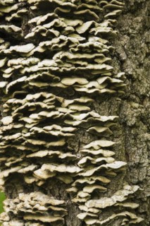 Close-up of large Acer, Maple tree trunk and bark covered with white Mushroom, Fungi growth in