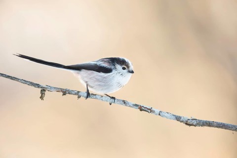 Long-tailed Tit (Aegithalos caudatus europaeus) perched on a branch, Grisons, Switzerland