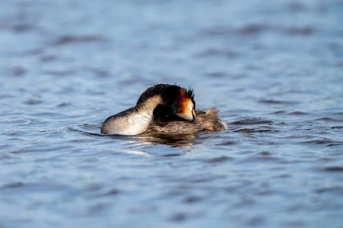 Great crested grebe (Podiceps scalloped ribbonfish), during plumage care, Vulkaneifel,