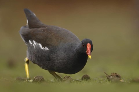 Common Moorhen (Gallinula chloropus), North Rhine-Westphalia, Germany