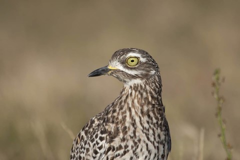 Kaptriel (Burhinus capensis), South Africa
