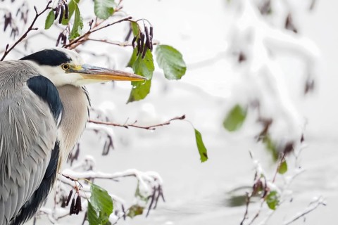 Grey heron (Ardea cinerea), animal portrait, last autumn leaves in the background, Hesse, Germany