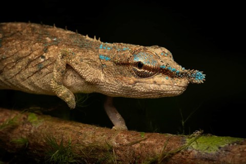 Chameleon of the genus Calumma cf. uetzi in the mountain cloud forests of Marojejy National Park in