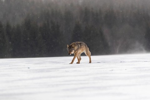 One male eurasian gray wolf (Canis lupus lupus) walking thru deep snow with a forest in the